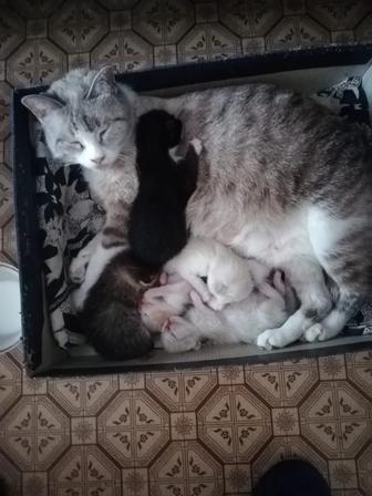 Отдам котят вислоухие