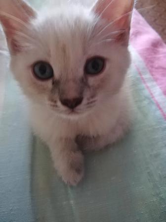 Отдам котят вислоухие
