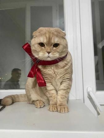 Вислоухий мальчик шотландской породы чистокровный на вязку