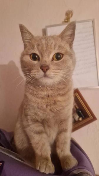 Кошечка ищет дом