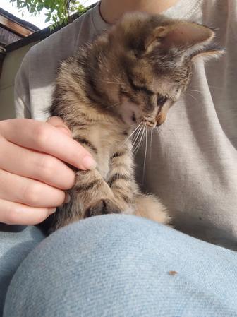 Котята ищут хозяев