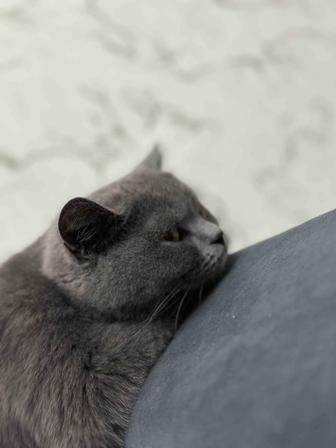 Отдаю британец кошку