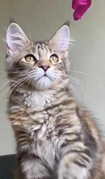Девочка мейнкун из питомника