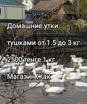 Утки домашние тушками.