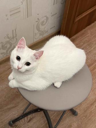 Кошка белая Музыка
