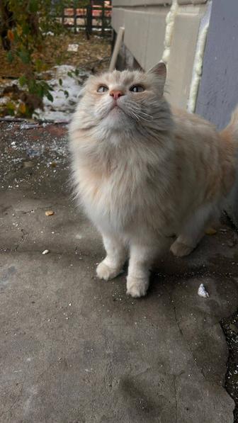 Кот