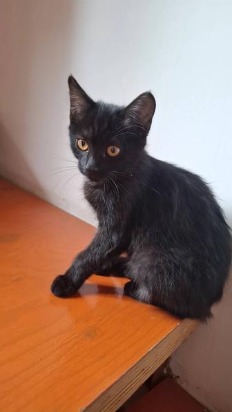 Отдам Котят в заботливые руки