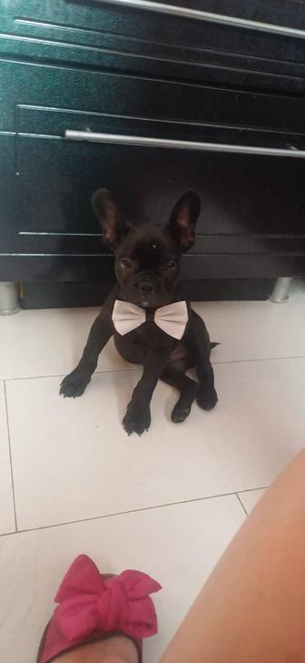 Продам французского бульдога 5 месяцев