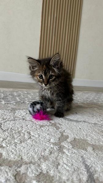 Отдам котенка в добрые руки
