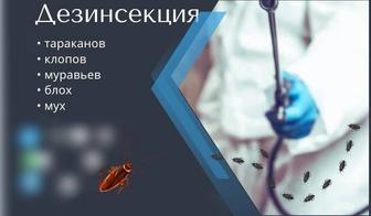 Дезинсекция тараканов