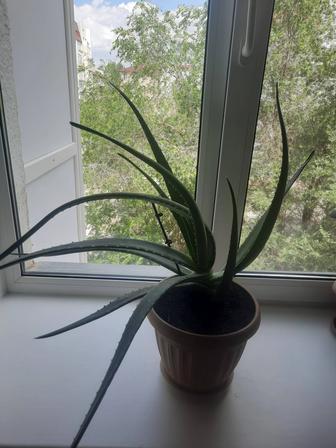 Продается домашний цветок