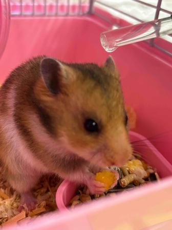 Сирийский хомяк с клеткой