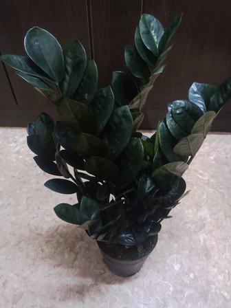 Продается Замиокулькас