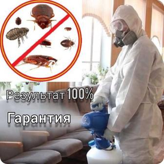 Дезинфекция дезинсекция дератизация