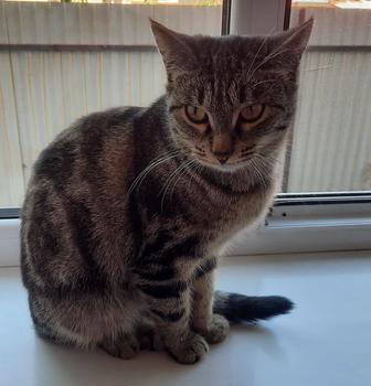 Шотландская кошка
