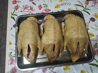 Мясо домашней утки