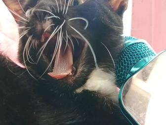 Котенок Мальчику 6 мес.