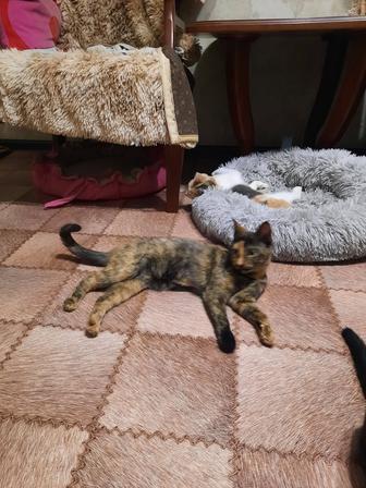 Кошечка, 5 месяцев, привитая, с паспортом.