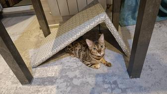 Когтеточки новые