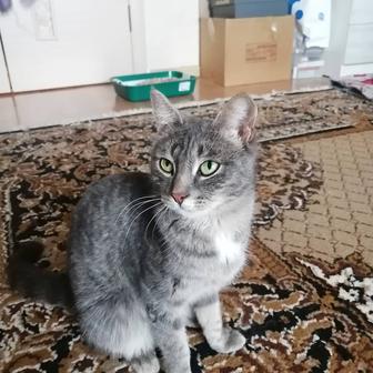 Ищем дом для кошки