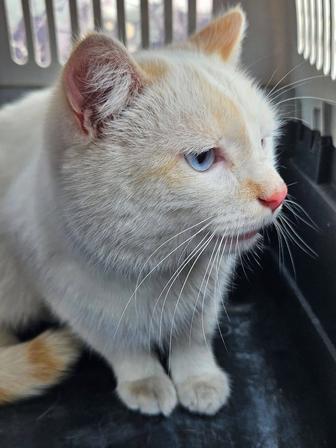 Красивый нежный котик