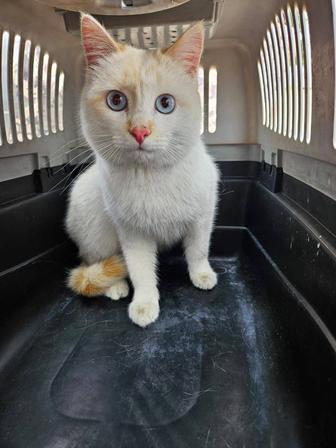 Красивый нежный котик