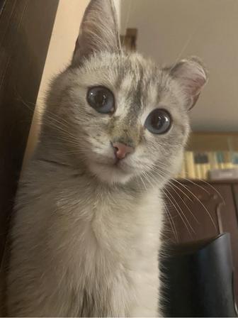 Отдам кошечку