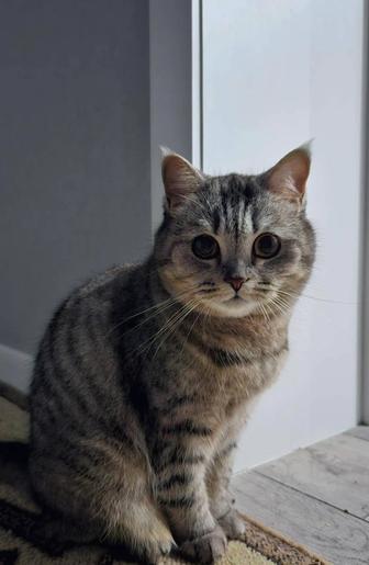 Кошка