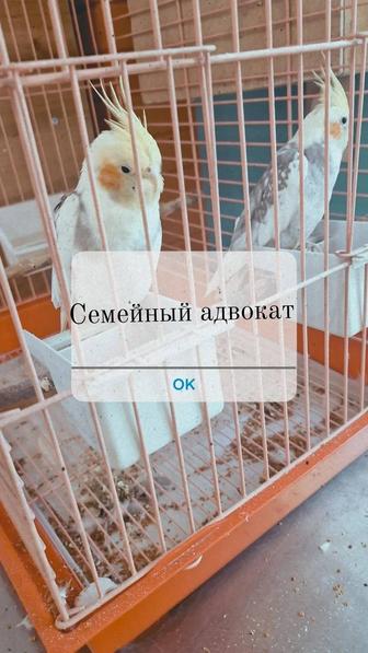 Адвокат по семейным делам