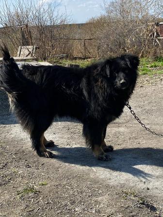 Большой выбор собак, доставка