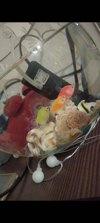 Тернеция жёлтая и оранжевая