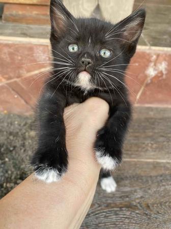 Отдам котика в добрые руки