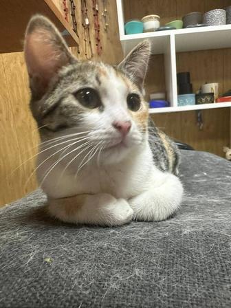 Отдам котенка