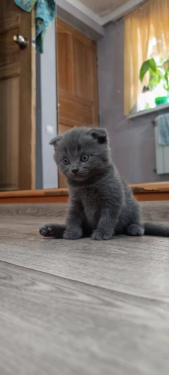 Продам котят