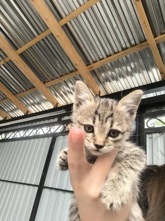 Отдам котенка в добрые руки