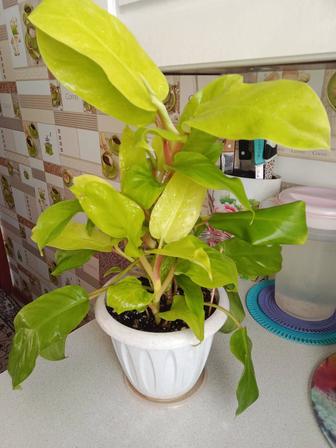 Филодендрон Малай голд