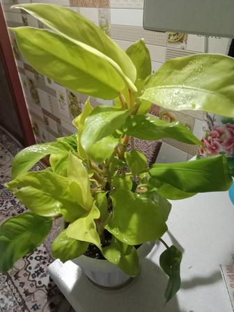 Филодендрон Малай голд