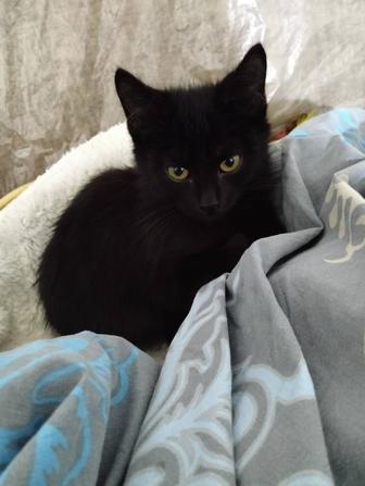 Отдам в заботливые ручки