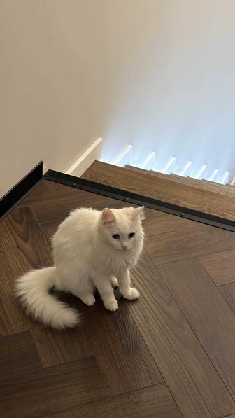 Кошка Девочка отдадим в хорошие руки,добрая ,коамани порода