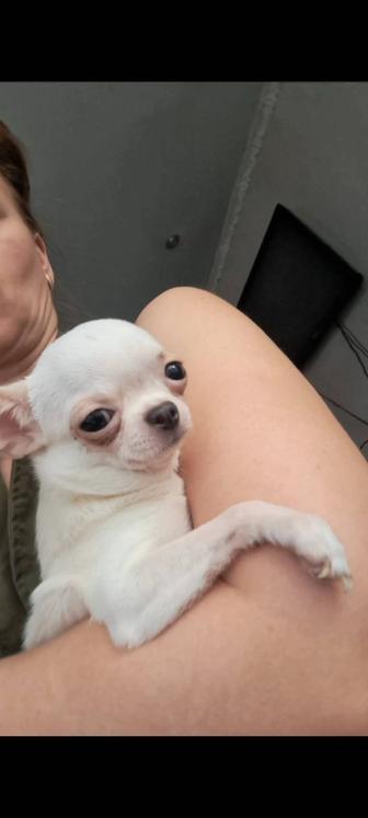 Вязка Чихуахуа