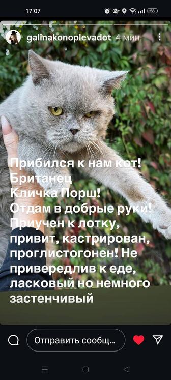 Кот британец