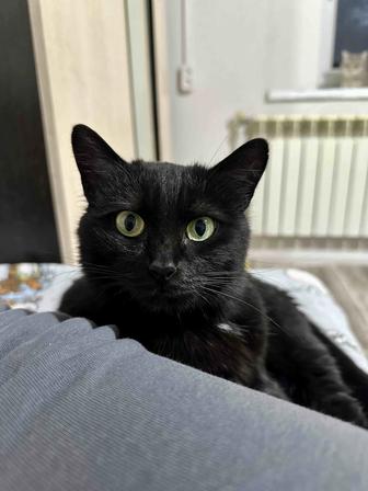 Кошечка Луна ждет хозяина