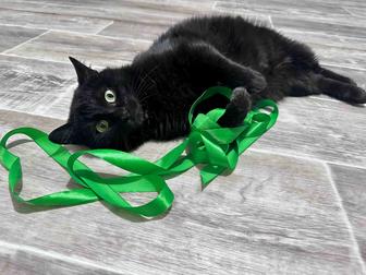 Кошечка Луна ждет хозяина