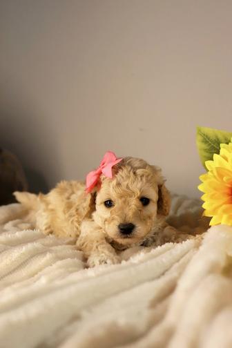 Мальтипу миники