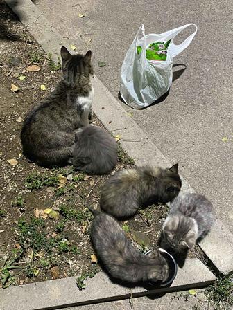 Котята в добрые руки