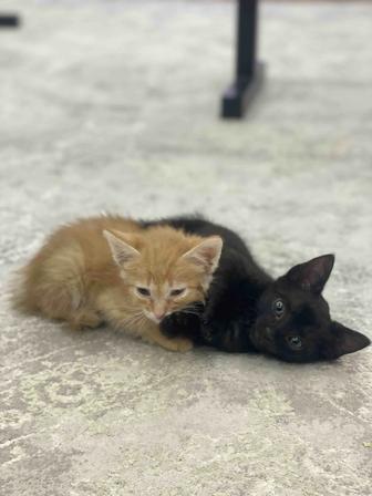 котенок