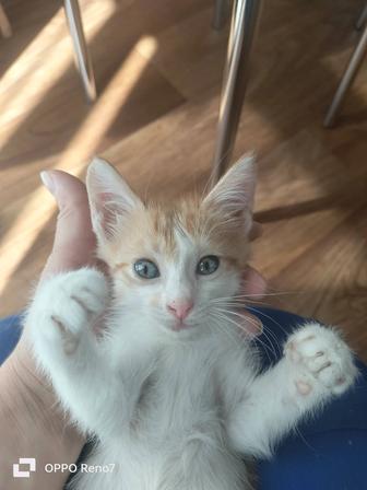 Котенок -мальчик ищет дом!