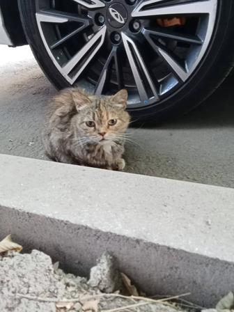 Кошки