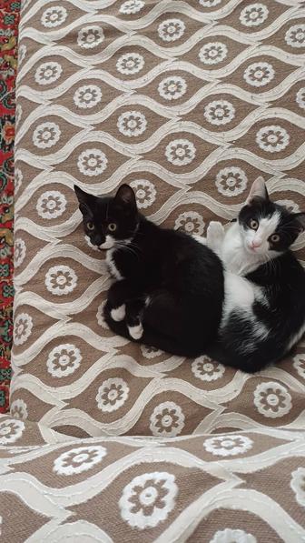 Отдам котят