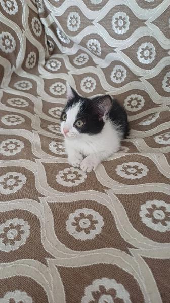 Отдам котят